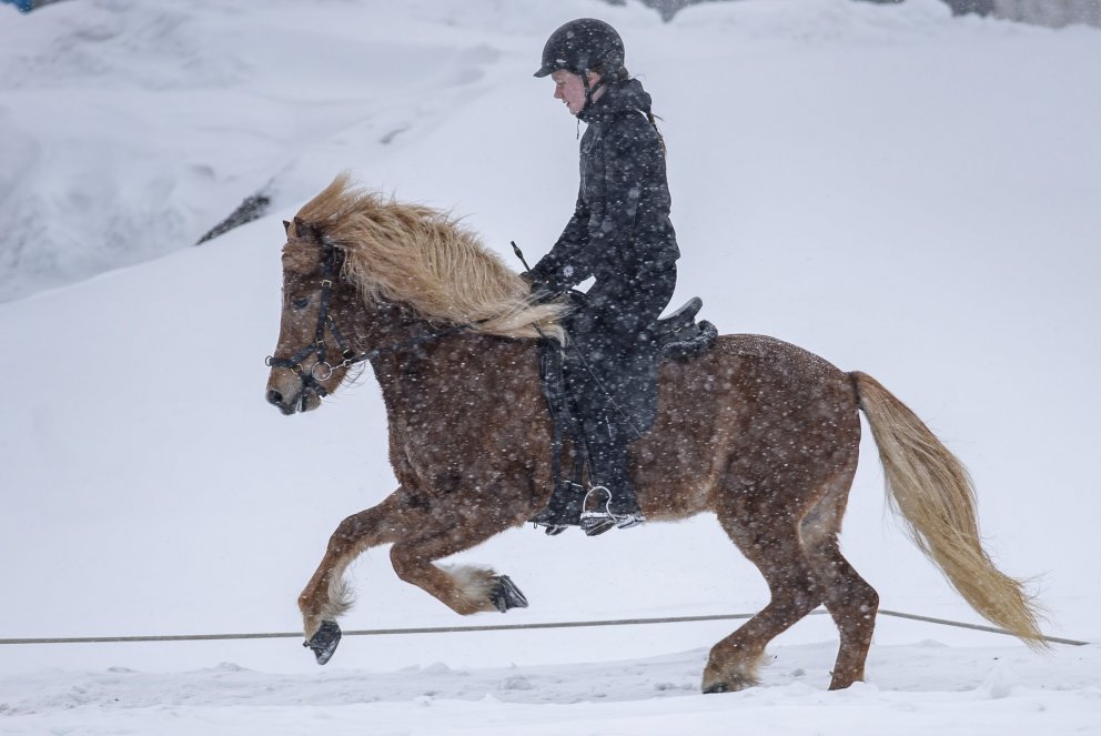 Hversu sterkur er íslenski hesturinn ?