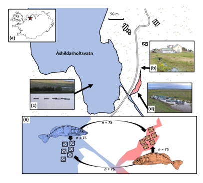 Aðlögun hornsíla á Íslandi að heitu vatni – Ný grein