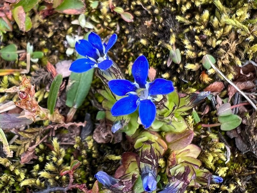 The Nordic Biodiversity Framework – new project