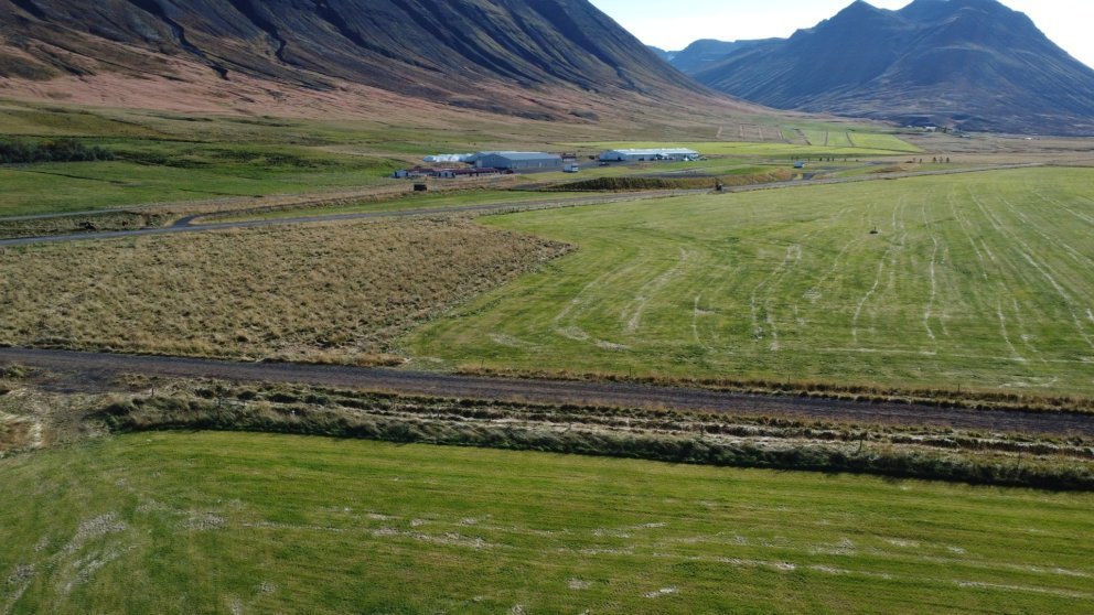 Kynbótasýningar á Hólum 2.-6. júní og 16.-20. júní 2025