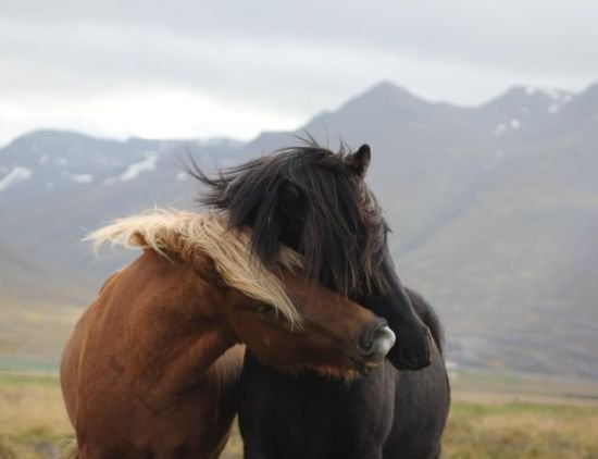 Kallað eftir hrossum í frumtamningu á vorönn  - FULLBÓKUÐ PLÁSS!!