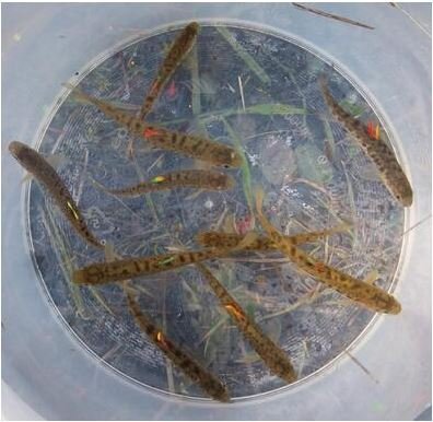 Góð uppskera Háskólans á Hólum við úthlutun úr Rannsóknarsjóði