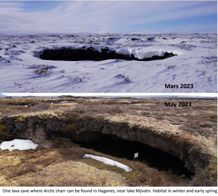 Hraunhellar við Mývatn – Búsvæði bleikju og smádýra – nýjar greinar.