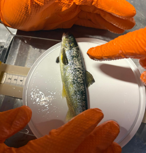 Háskólinn á Hólum tekur þátt í Háskólalestinni