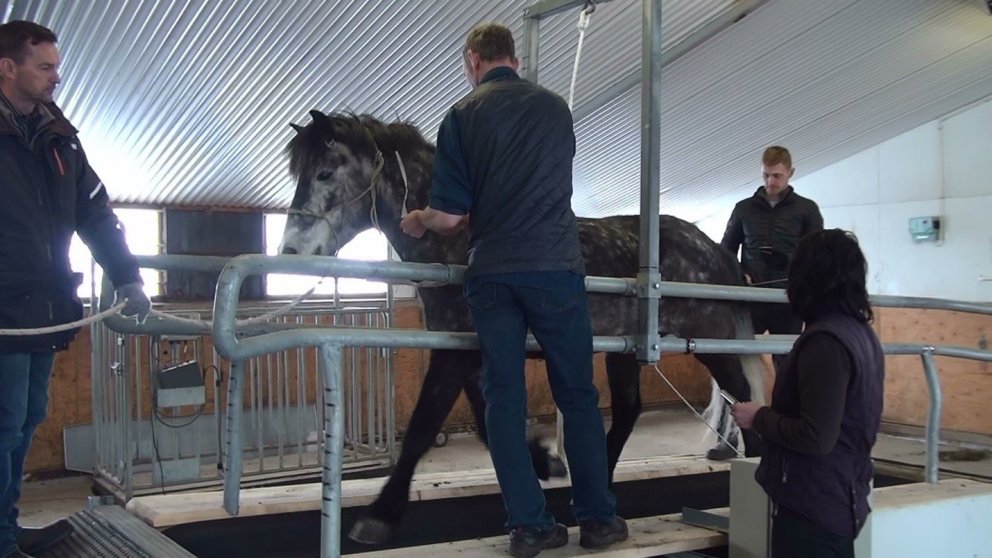 Hestarnir fóru í þjálfunarpróf á hlaupabretti