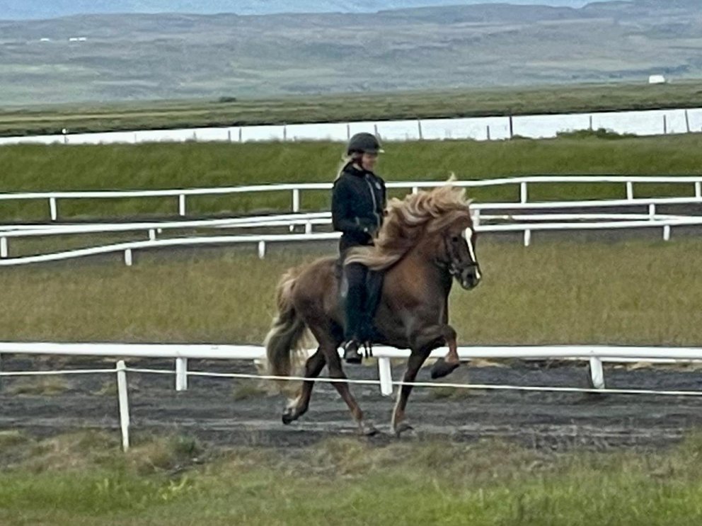 Fullbókað -Kallað eftir hrossum tilbúnum í gangsetningu