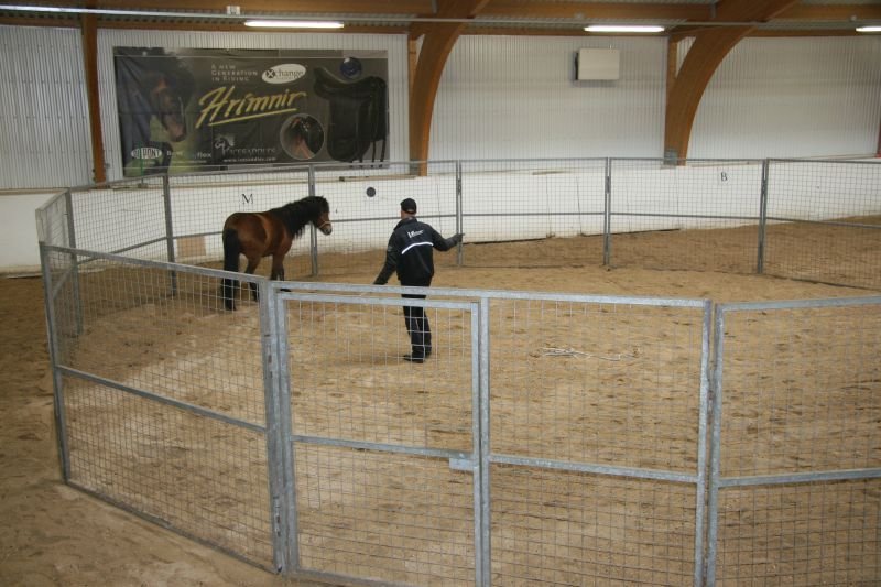 Við auglýsum eftir hrossum í frumtamningu - FULLBÓKUÐ PLÁSS!