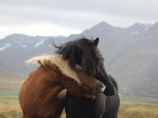 Sýnikennsla þriðja árs nemenda á Degi reiðmennskunnar
