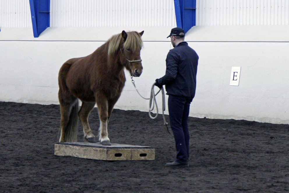 Kallað er eftir hrossum í frumtamningu