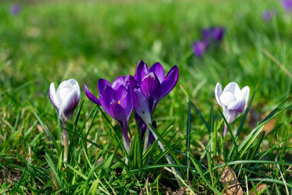 Upplýsingasíða um háskólasamstæðu Háskólans á Hólum og Háskóla Íslands komin í loftið