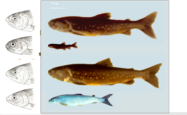 Fjölbreytni innan tegunda og hvernig skal vernda hana – ný grein
