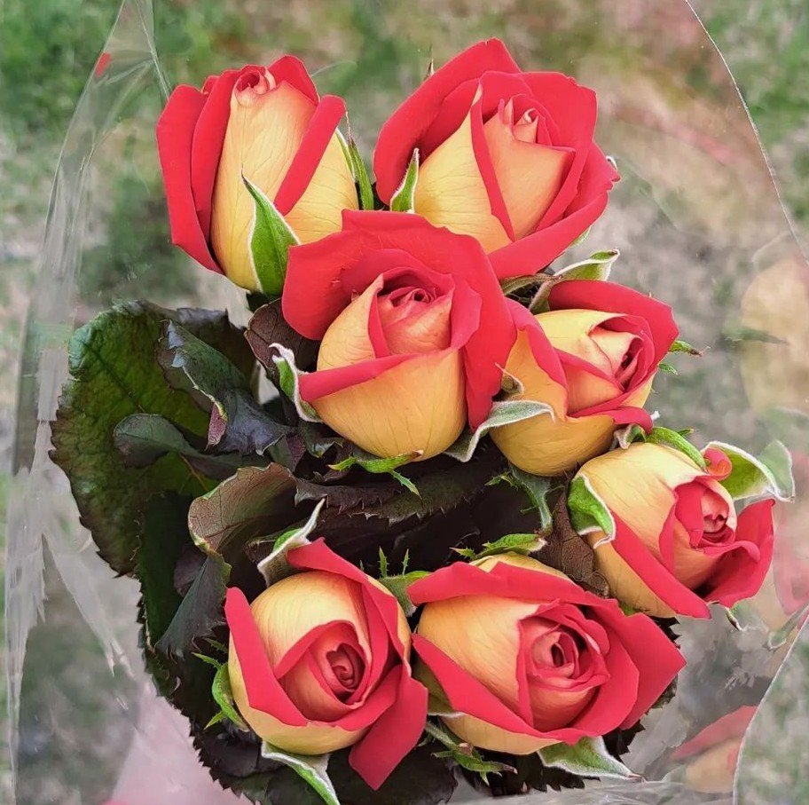 Brautskráning á Hólum í Hjaltadal föstudaginn 6. júní kl.14:00