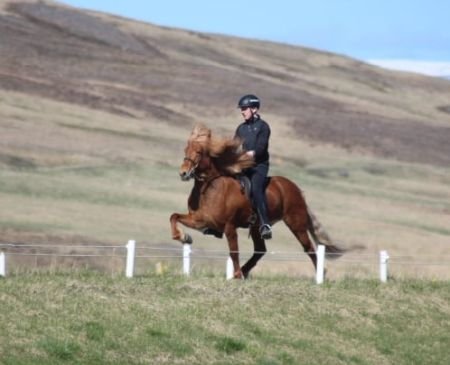 Konráð Valur Sveinsson og Seiður frá Hólum Mynd. Elisabeth Jansen.