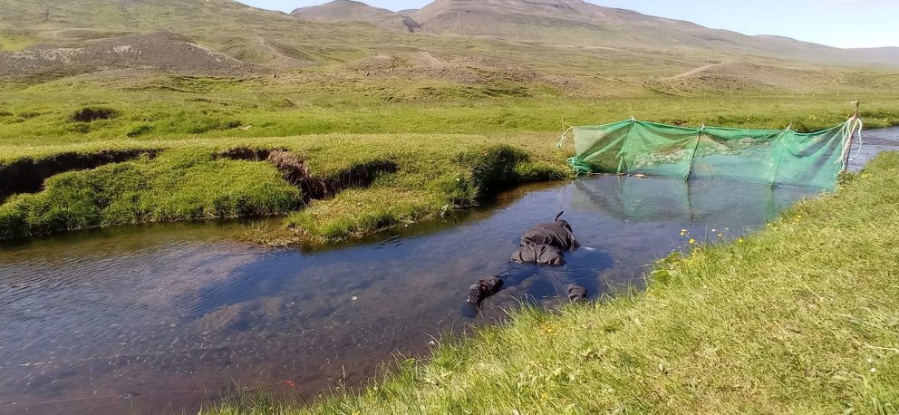 Summer Fieldwork Throwback