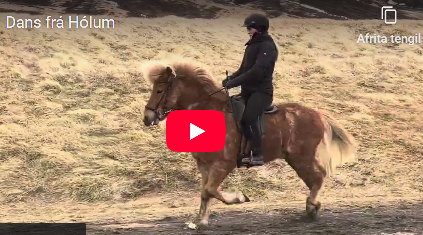 Háskólinn á Hólum auglýsir hross til sölu