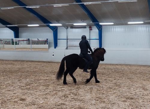 Kallað eftir hrossum sem eru tilbúin í gangsetningu