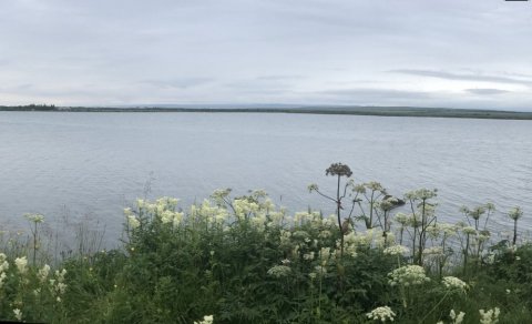 Interdisciplinary research paper on socioecological perspective on wild and farmed arctic charr in a…