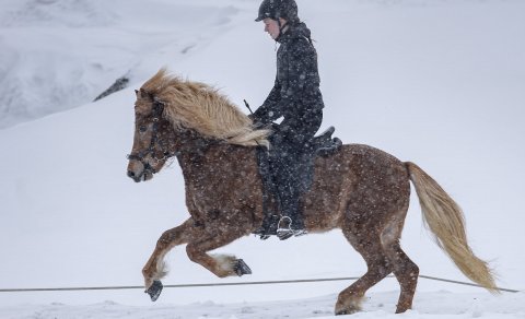 Hversu sterkur er íslenski hesturinn ?