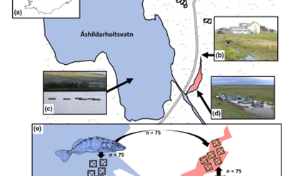 Aðlögun hornsíla á Íslandi að heitu vatni – Ný grein