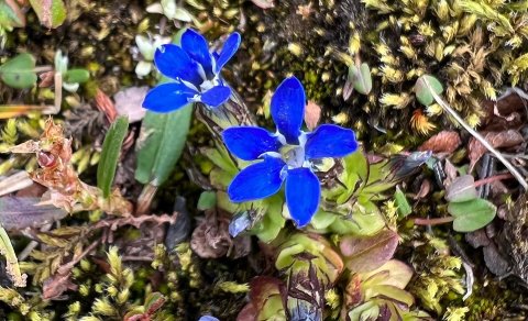 The Nordic Biodiversity Framework – new project