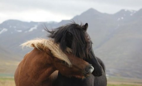 Kallað eftir hrossum í frumtamningu á vorönn  - FULLBÓKUÐ PLÁSS!!