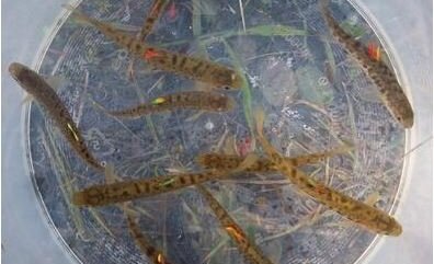 Góð uppskera Háskólans á Hólum við úthlutun úr Rannsóknarsjóði