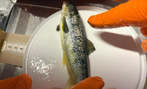 Háskólinn á Hólum tekur þátt í Háskólalestinni