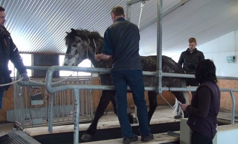 Hestarnir fóru í þjálfunarpróf á hlaupabretti