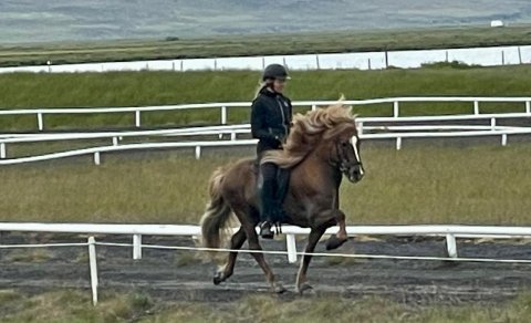 Fullbókað -Kallað eftir hrossum tilbúnum í gangsetningu