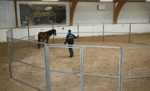 Við auglýsum eftir hrossum í frumtamningu - FULLBÓKUÐ PLÁSS!