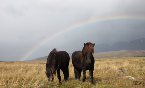 Umfjöllun um sinubeit hrossa á vísindavefnum