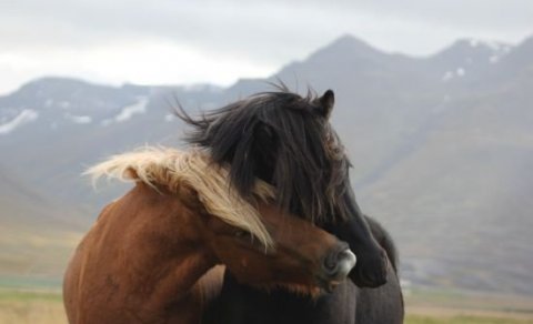 Sýnikennsla þriðja árs nemenda á Degi reiðmennskunnar