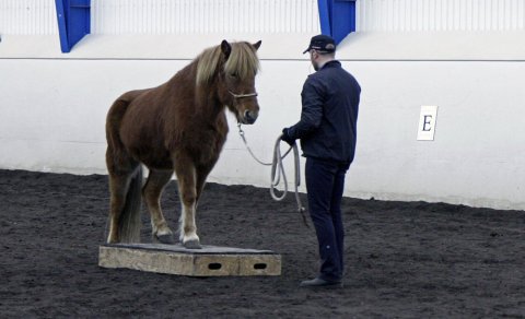 Kallað er eftir hrossum í frumtamningu