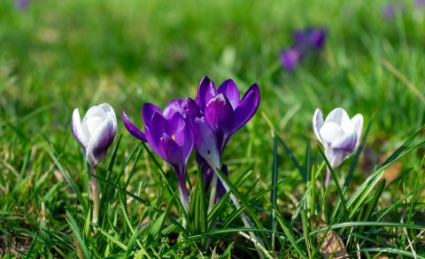 Upplýsingasíða um háskólasamstæðu Háskólans á Hólum og Háskóla Íslands komin í loftið