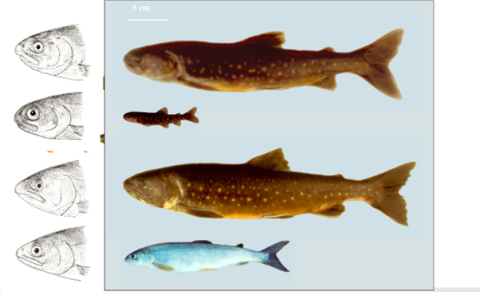 Fjölbreytni innan tegunda og hvernig skal vernda hana – ný grein