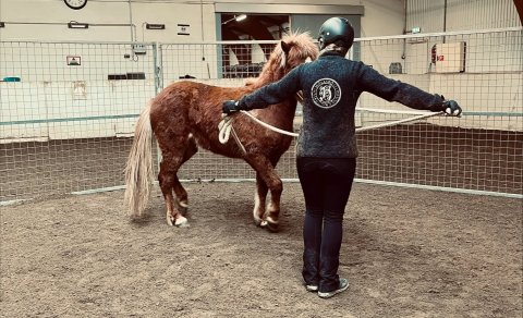 Fullbókað -Kallað er eftir hrossum til frumtamningar