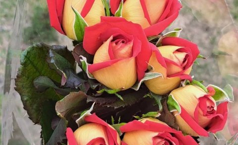 Brautskráning á Hólum í Hjaltadal föstudaginn 6. júní kl.14:00