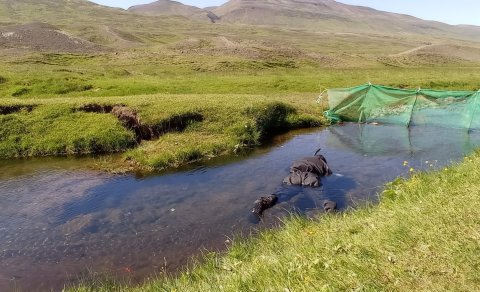 Summer Fieldwork Throwback