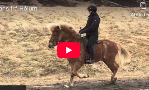 Háskólinn á Hólum auglýsir hross til sölu