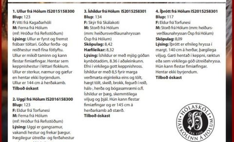 Söluhross frá Hólum