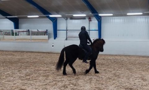 Kallað eftir hrossum sem eru tilbúin í gangsetningu